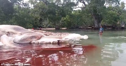 a 15 meter long slimy creature is found on Indonesian beach 