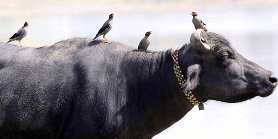 Lumpy Virus : Symptoms of lumpy in buffaloes raised concern for Haryana government