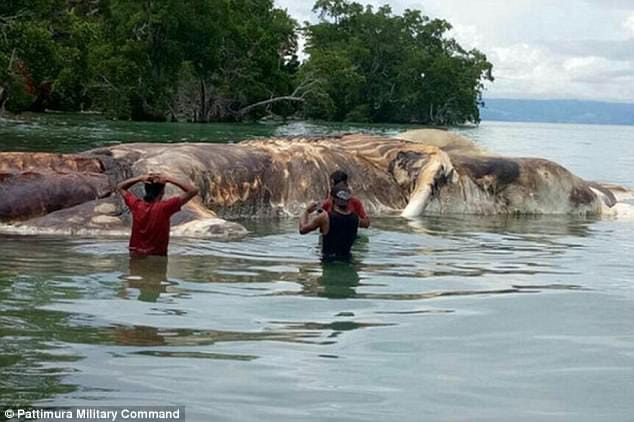a 15 meter long slimy creature is found on Indonesian beach 