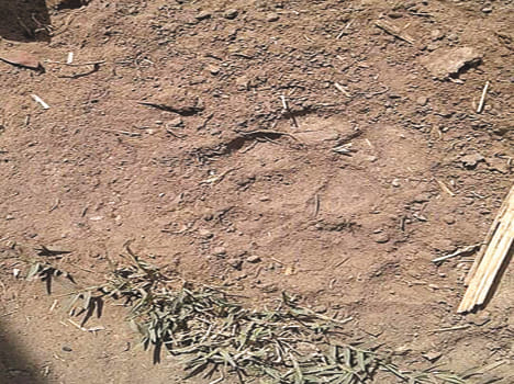 Leopard stomach in Hardoi torn