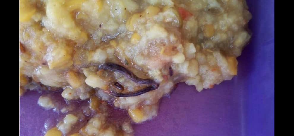 snake found in mid day meal in faridabad