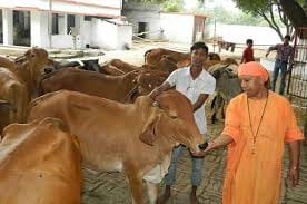 cow taklen to the bjp braj kshetra office in agra