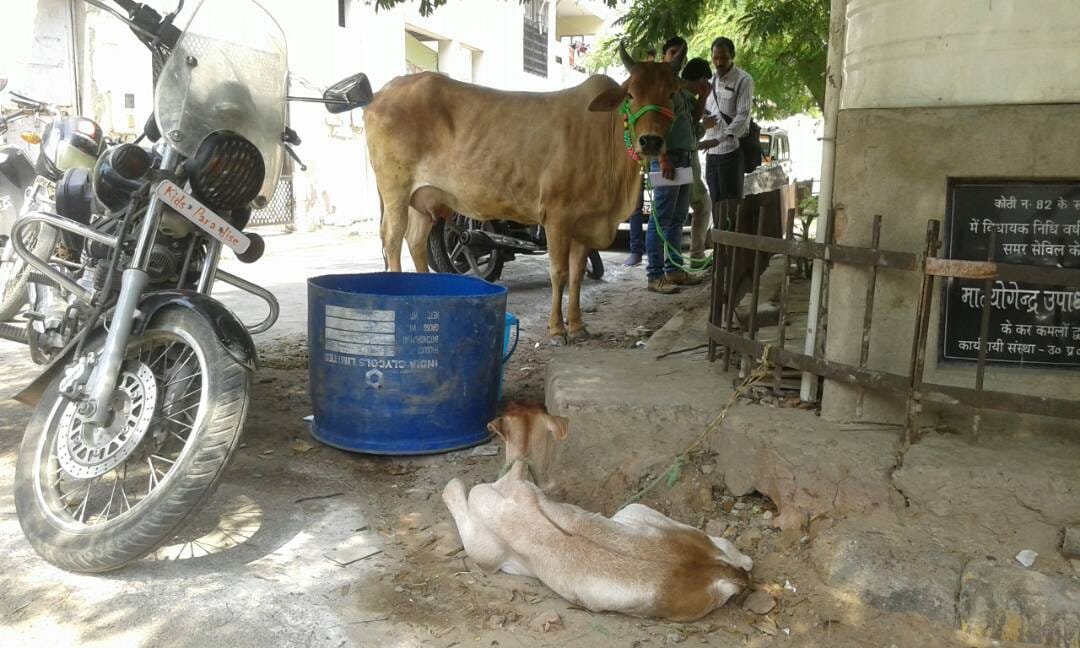 cow taklen to the bjp braj kshetra office in agra
