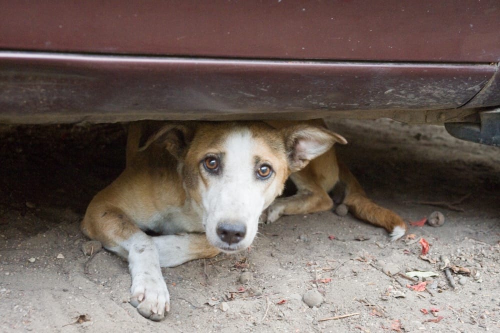 street dog eat newborn baby at dehradun