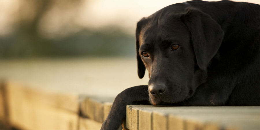 fir against Army major for beat dogs