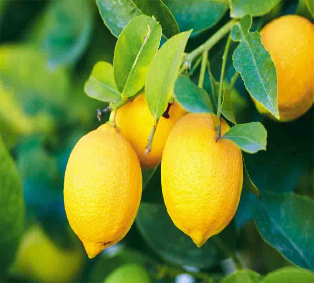 lemon to remove vastu dosh