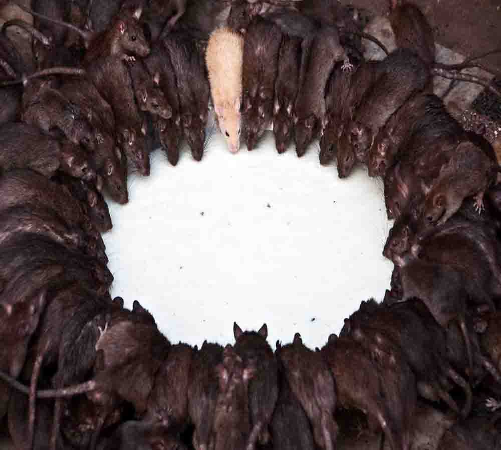 karni mata temple: the temple of rats