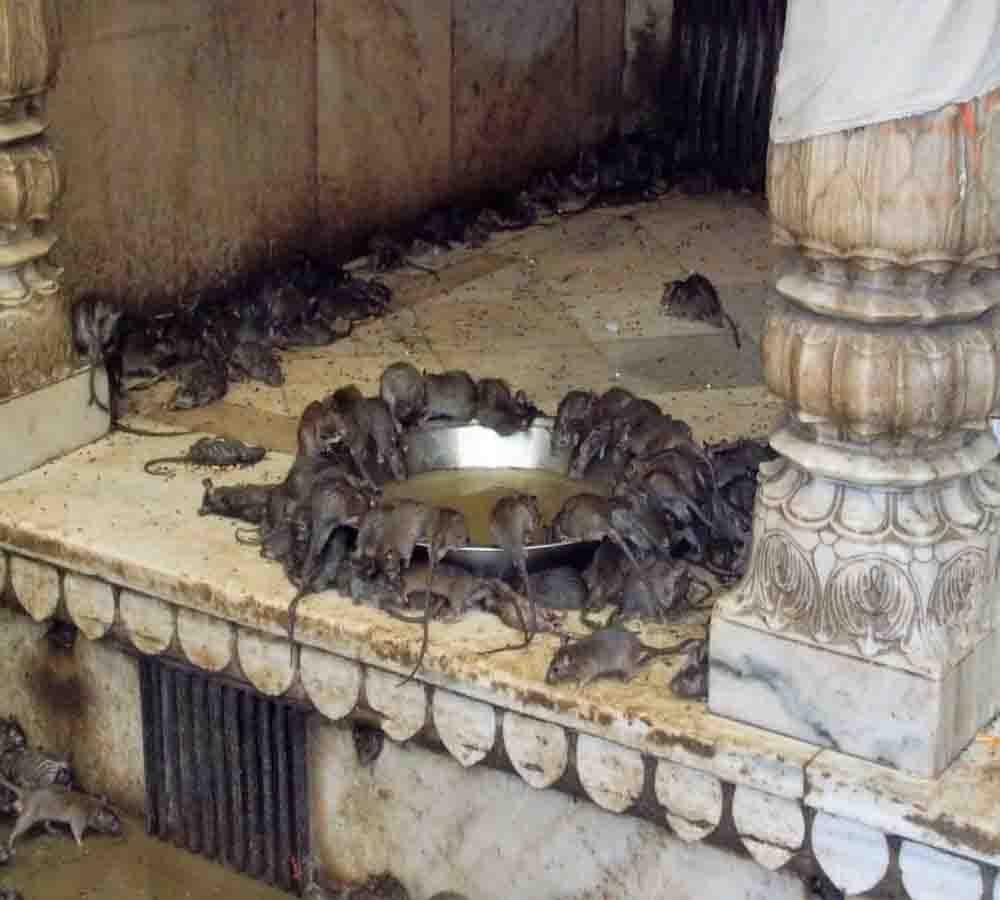 karni mata temple: the temple of rats