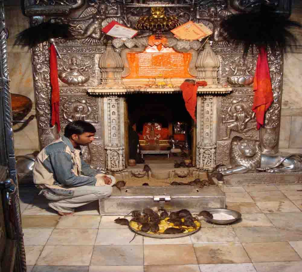 karni mata temple: the temple of rats