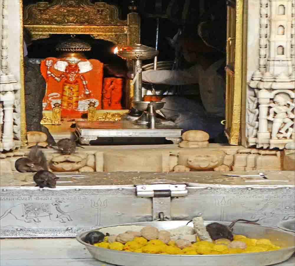 karni mata temple: the temple of rats