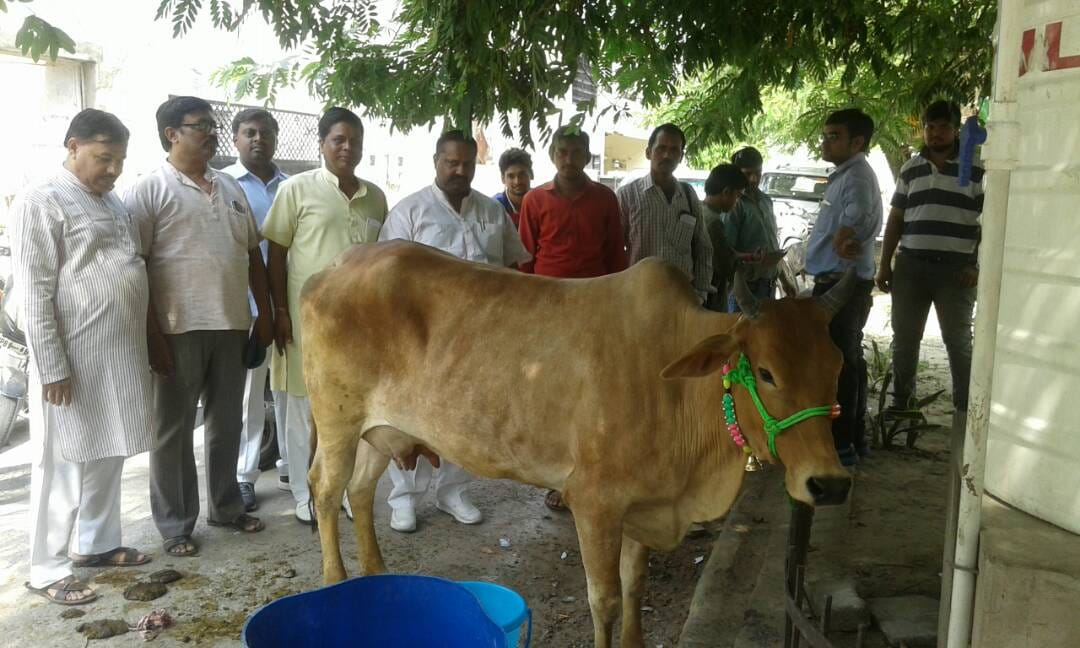 cow taklen to the bjp braj kshetra office in agra