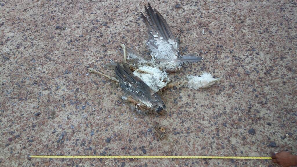 great indian bustard gripped to high tension line died in jaisalmer 