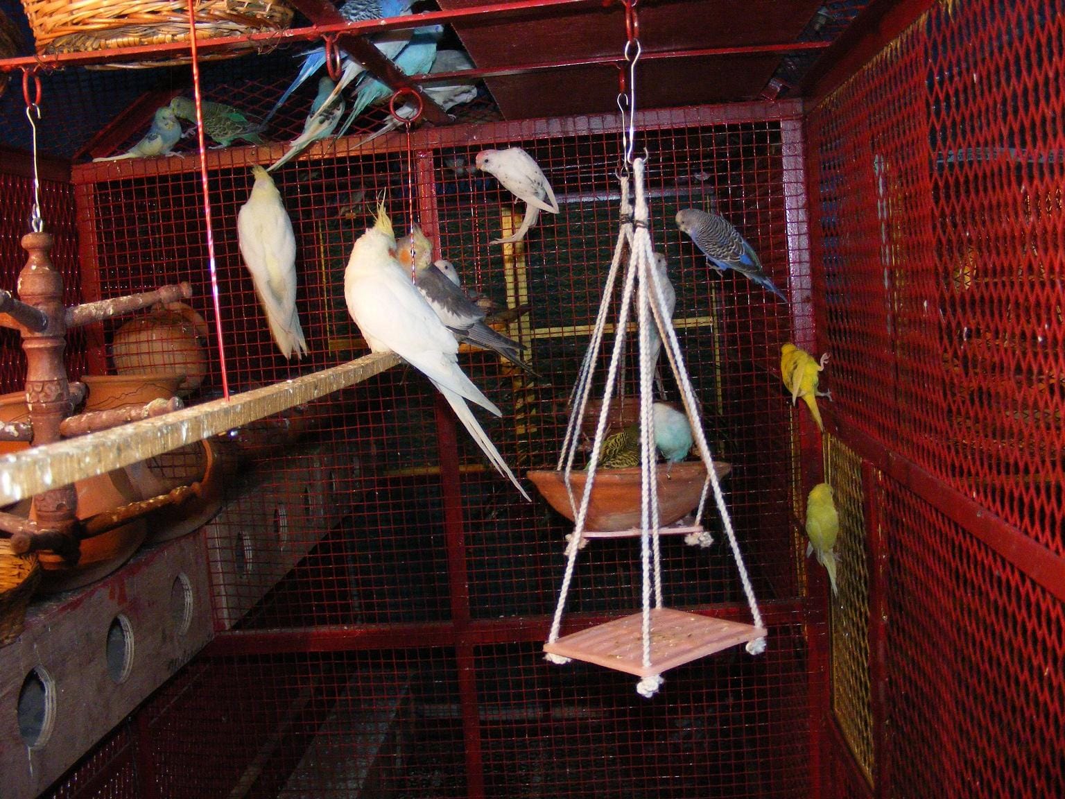 To love so much to animals, the house itself made mini zoo ....