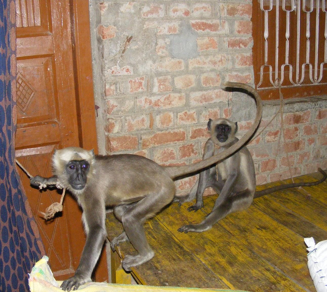 To love so much to animals, the house itself made mini zoo ....