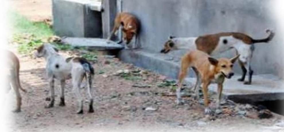 pathetic condition of postmortem house in noida, dead bodies are ill treated