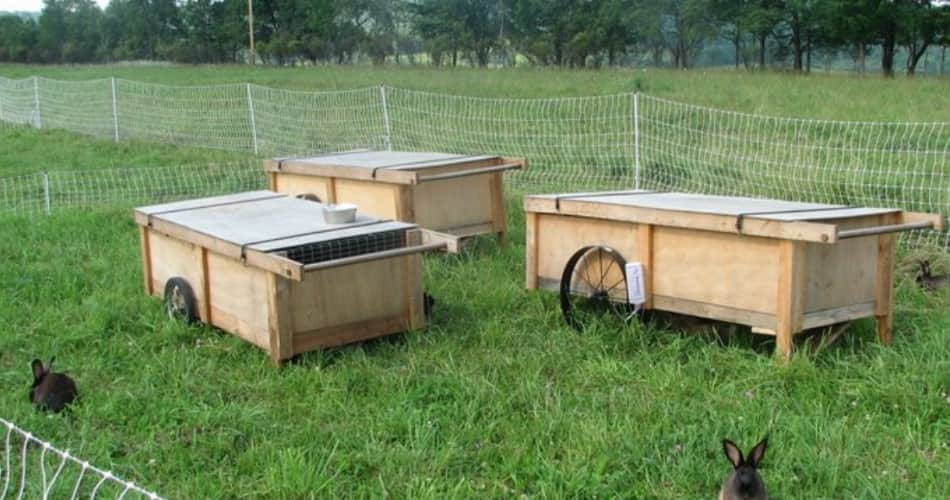  good earning from rabit farming