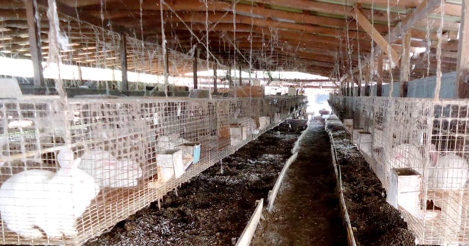  good earning from rabit farming