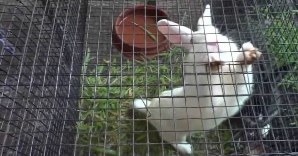  good earning from rabit farming