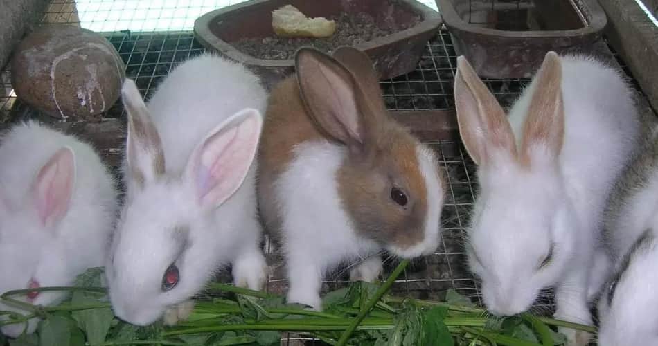  good earning from rabit farming