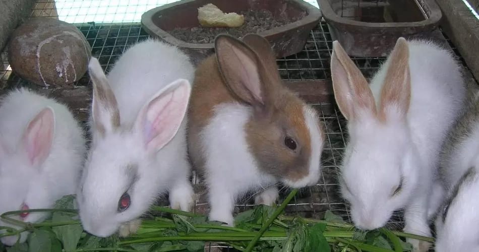  good earning from rabit farming