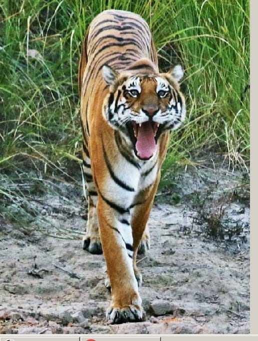Tigers lap someone's lap so someone's demand