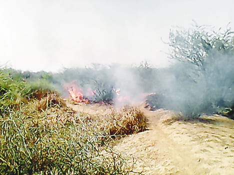 24 hours passed, no fire broke out in forests