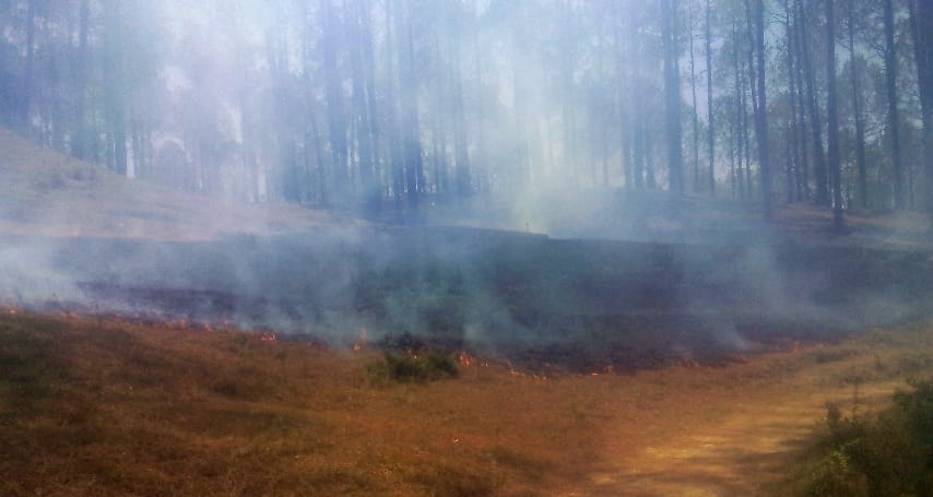  Four hectares of forest area by fire in the forests