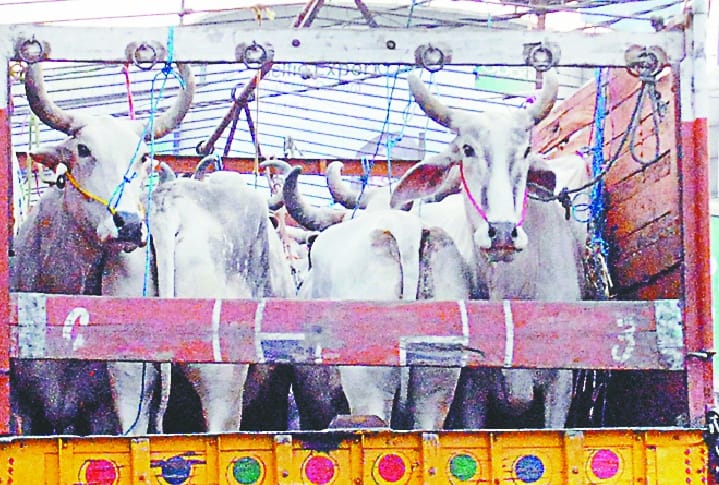 Two cattle smugglers during encounter