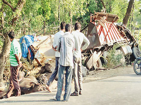 truck accident, 13 buffalo killed