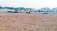sonipat, stadium become place for animals