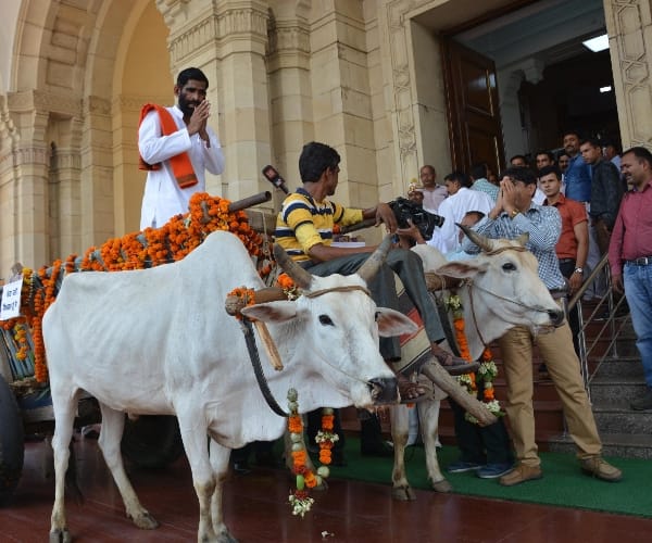 BJP MLA reachers vidhansabha lucknow on a bullockcart.