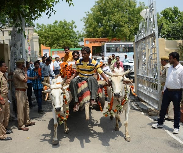 BJP MLA reachers vidhansabha lucknow on a bullockcart.