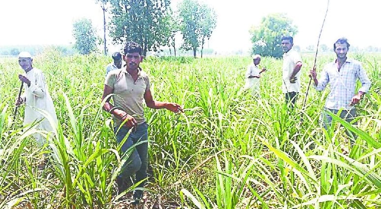 Leopard show,  at Hillwadi villagers panic