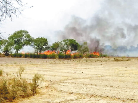 Fire in the fields, burn the sawdust