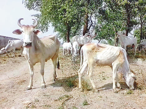 Goa village has been inhabited on the land of the village