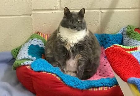 Mitzi big boned cat is on dieting 
