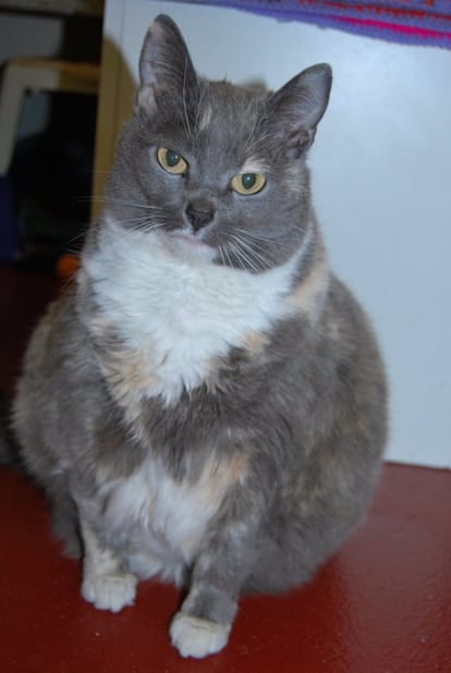 Mitzi big boned cat is on dieting 