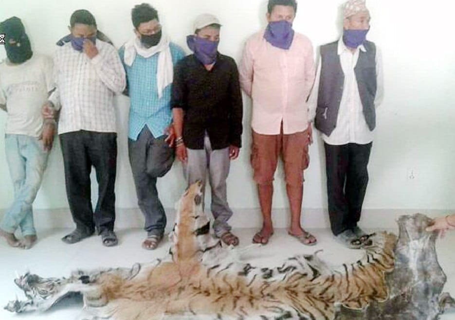 Tiger and bouquet 6 others including skins arrested