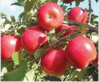 Now Apple's farming in Sikar