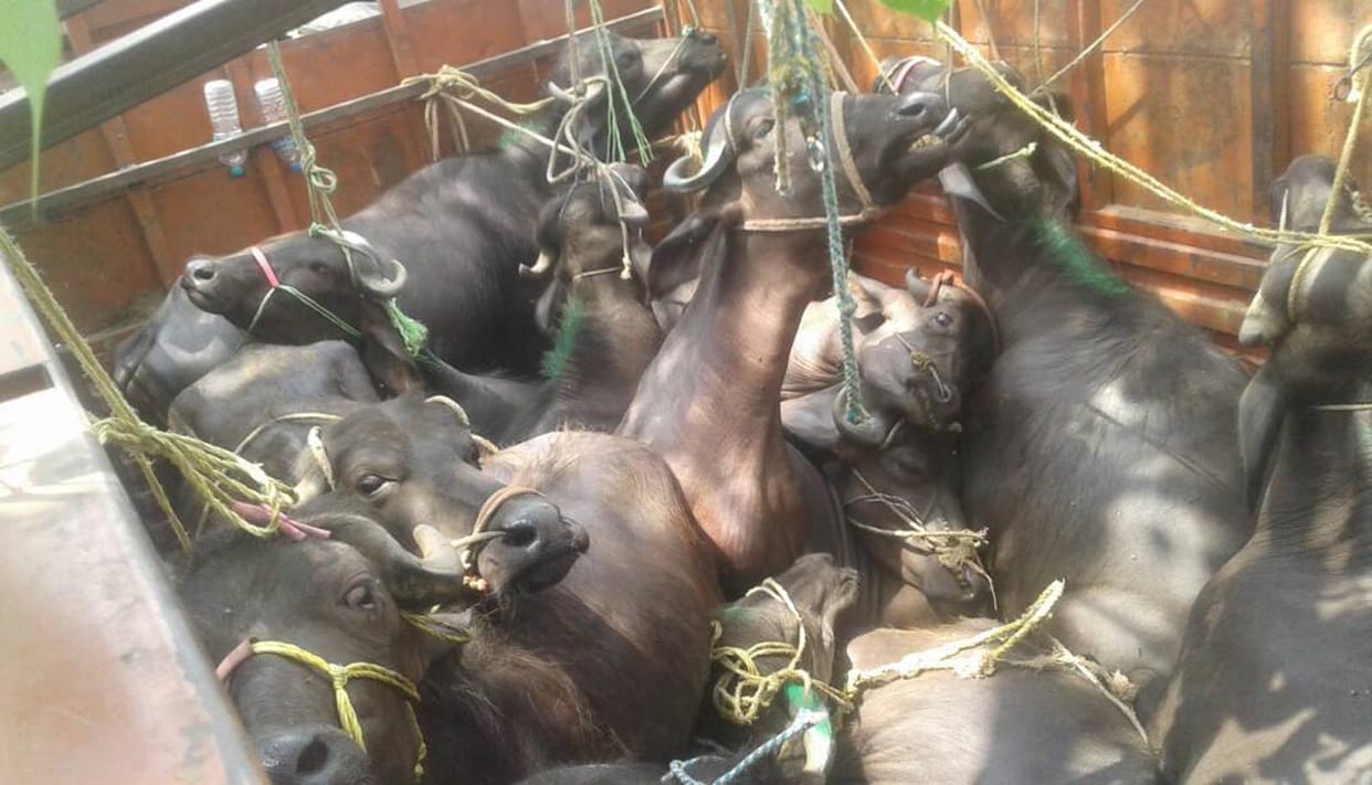 Gaushala management took the cattle out in hand.