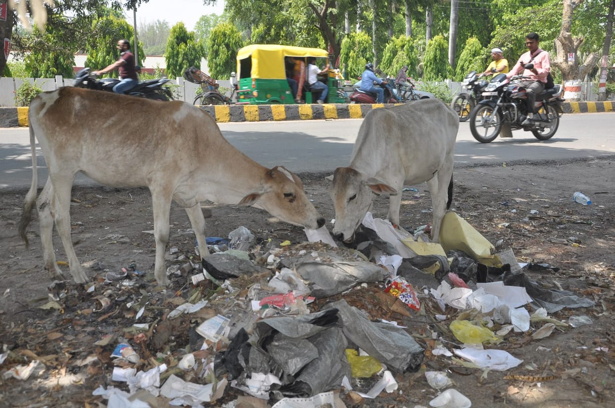 Commissioner says, 'Gorakhpur is still filthy