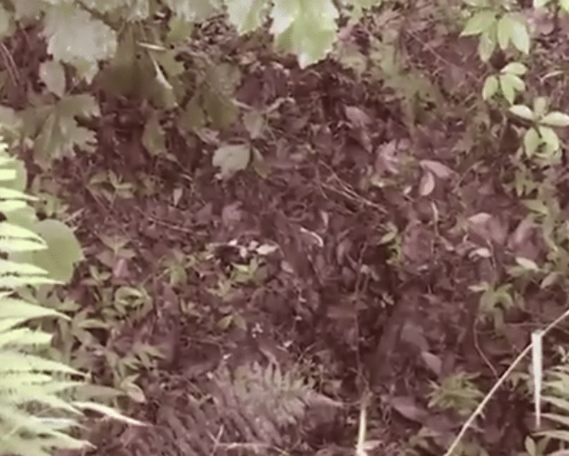 Dog saves newborn baby that buried alive 