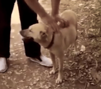 Dog saves newborn baby that buried alive 
