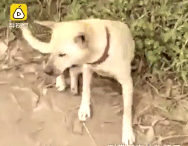 Dog saves newborn baby that buried alive 