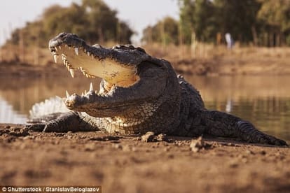 Pastor Jonathan was attempting to walk on water is eaten by 3 crocodiles