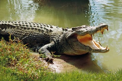 Pastor Jonathan was attempting to walk on water is eaten by 3 crocodiles