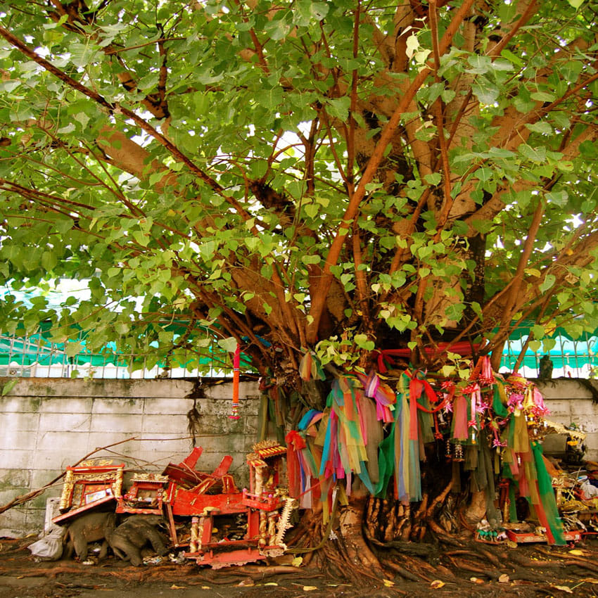 mythology of shanidev and peepal tree