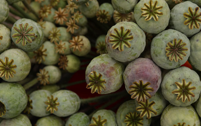 police seized the opium worth in international market is 4 crore