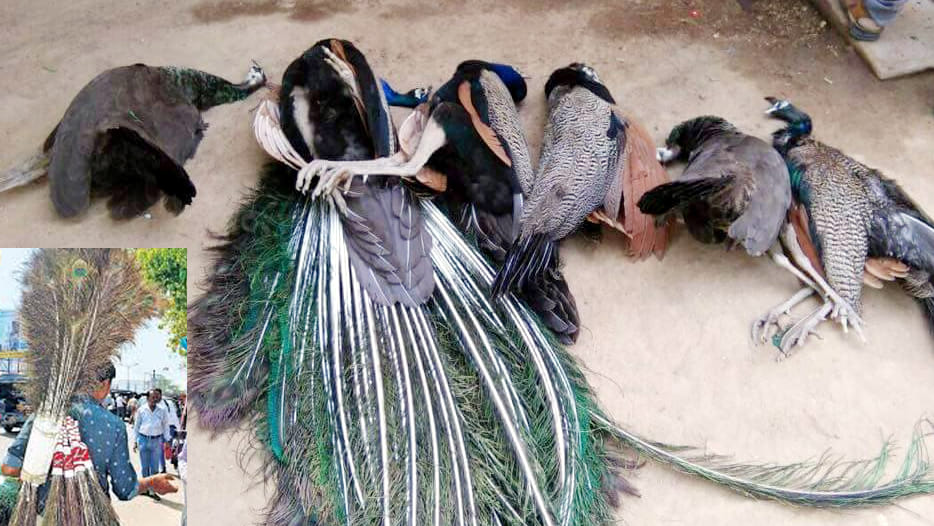 national birds killed in chitrakut