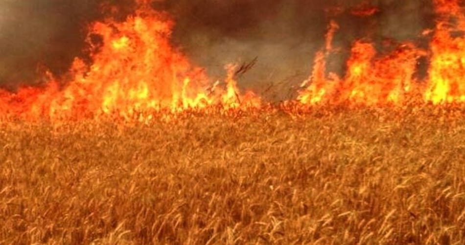 wheat grain stands in fire